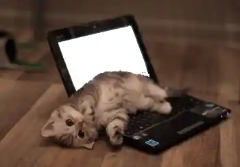 Photo effect from category Different № 101158 Photo effect from category Different № 101158