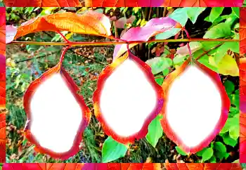 Photo effect from category Different № 102598 Photo effect from category Different № 102598