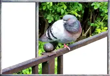 Photo effect from category Different № 127181