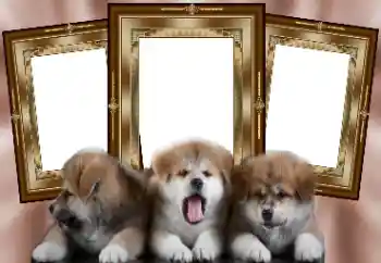 Photo effect from category Different № 130156