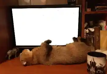 Photo effect from category Different № 141110 Photo effect from category Different № 141110