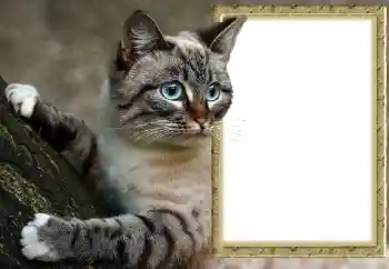 Photo effect from category Different № 145118