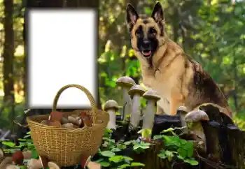 Photo effect from category Different № 153015