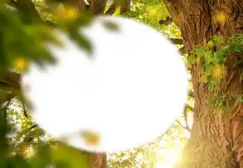 Photo effect from category Different № 157231 Photo effect from category Different № 157231