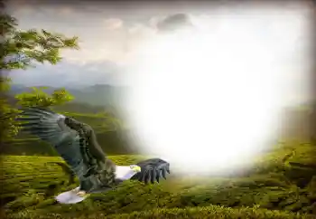 Photo effect from category Different № 158416 Photo effect from category Different № 158416