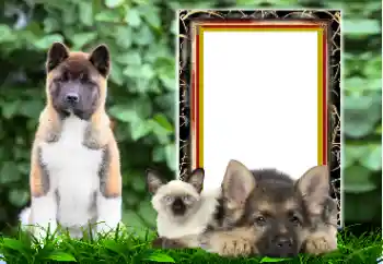 Photo effect from category Different № 167876