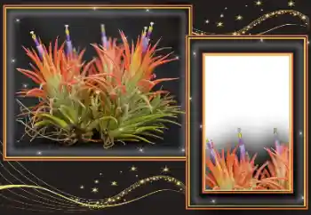 Photo effect from category Different № 169299