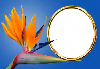 Photo effect from category Different № 170605