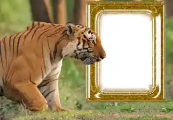 Photo effect from category Different № 176575