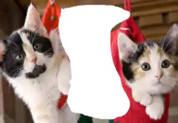 Photo effect from category Different № 37160