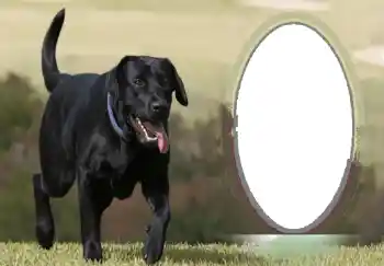 Photo effect from category Different № 68746 Photo effect from category Different № 68746