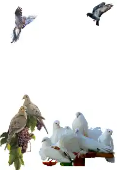 Photo effect from category Different № 81632