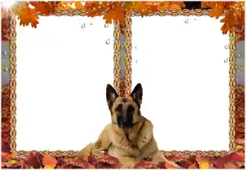 Photo effect from category Different № 8477 Photo effect from category Different № 8477