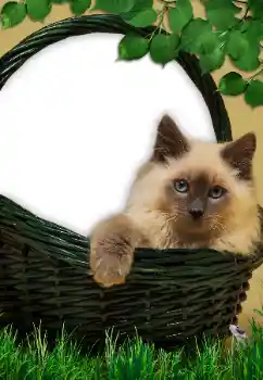 Photo effect from category Different № 9561 Photo effect from category Different № 9561