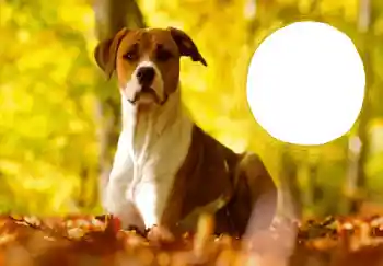 Photo effect from category New Year cards № 68757