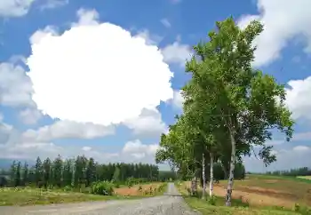 Photo effect from category Summer № 114245