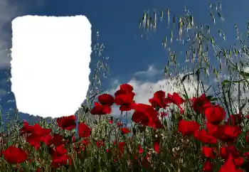 Photo effect from category Summer № 114434