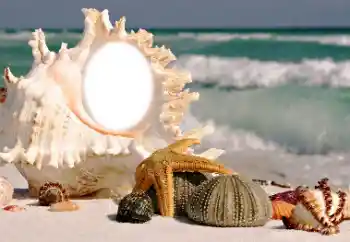 Photo effect from category Summer № 116085