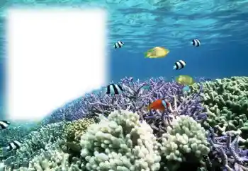 Photo effect from category Summer № 121111