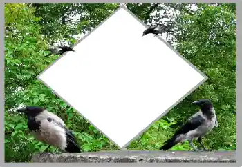 Photo effect from category Summer № 131476