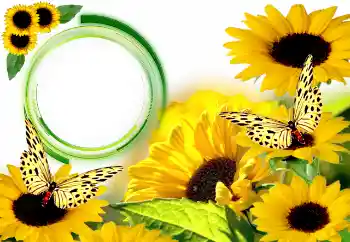 Photo effect from category Summer № 134446 Photo effect from category Summer № 134446