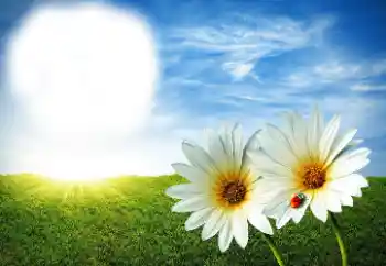 Photo effect from category Summer № 89268 Photo effect from category Summer № 89268