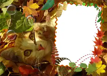 Photo effect from category Autumn № 1020