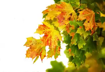 Photo effect from category Autumn № 114235