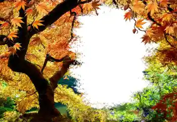 Photo effect from category Autumn № 127046 Photo effect from category Autumn № 127046