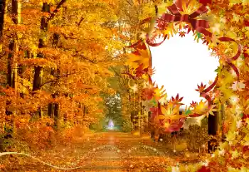 Photo effect from category Autumn № 174120 Photo effect from category Autumn № 174120