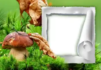 Photo effect from category Autumn № 34933 Photo effect from category Autumn № 34933