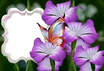 Photo effect from category Women's photo frames № 126944 Photo effect from category Women's photo frames № 126944