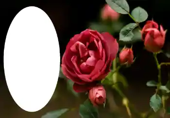 Photo effect from category Women's photo frames № 47314 Photo effect from category Women's photo frames № 47314