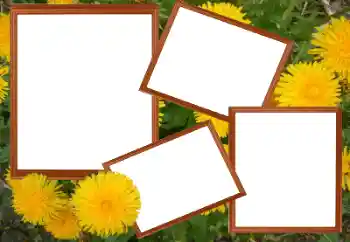 Photo effect from category Women's photo frames № 49448 Photo effect from category Women's photo frames № 49448