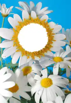 Photo effect from category Women's photo frames № 56606 Photo effect from category Women's photo frames № 56606