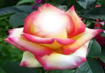 Photo effect from category Women's photo frames № 64187