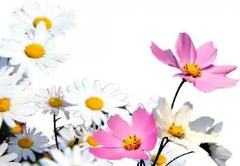 Photo effect from category Women's photo frames № 72152