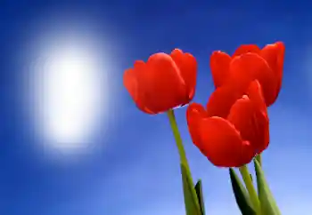 Photo effect from category Women's photo frames № 93395 Photo effect from category Women's photo frames № 93395