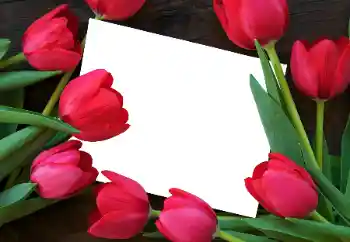 Photo effect from category Women's photo frames № 93458 Photo effect from category Women's photo frames № 93458